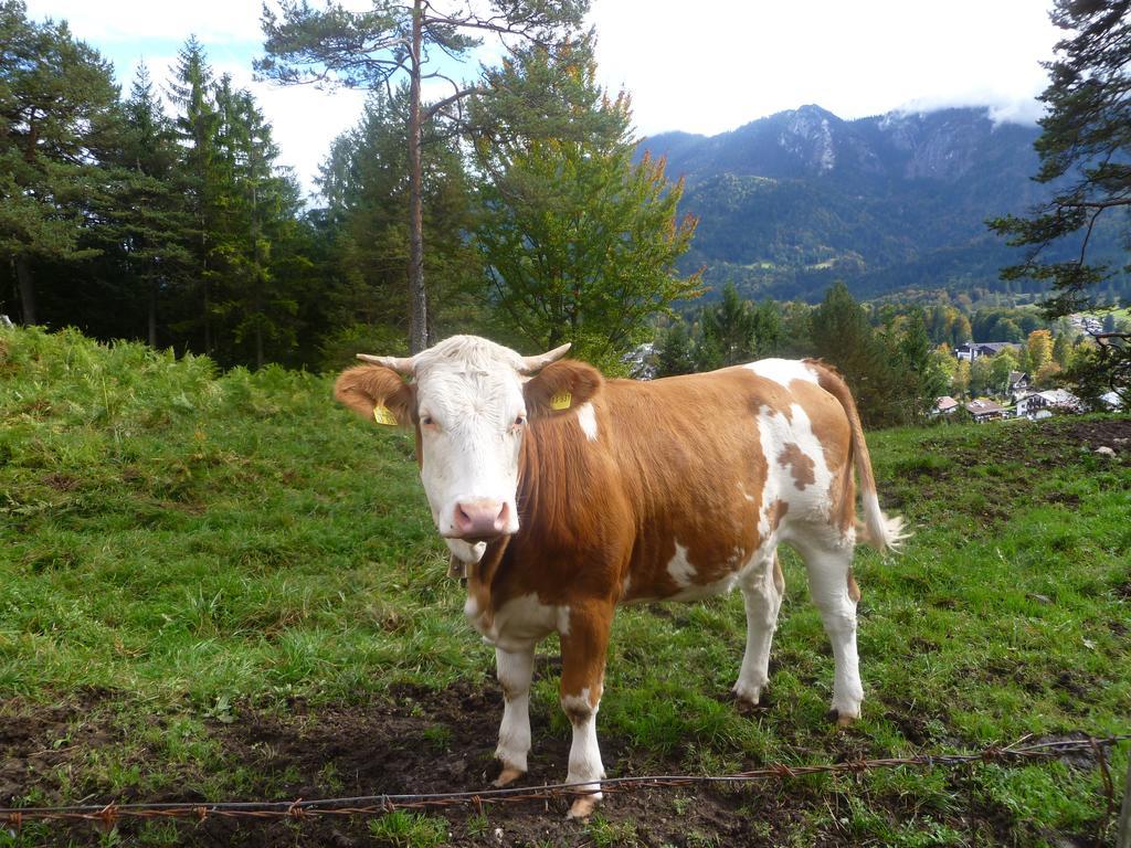 Zum Franziskaner Grainau Buitenkant foto